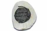 Detailed Hollardops Trilobite - Ofaten, Morocco #347778-5